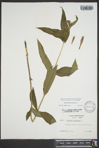 Spigelia marilandica image