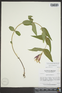 Spigelia marilandica image