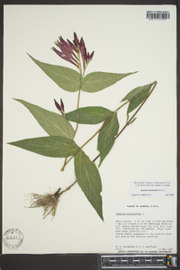 Spigelia marilandica image