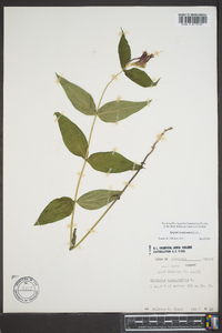 Spigelia marilandica image