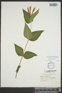 Spigelia marilandica image