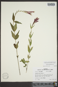 Spigelia marilandica image