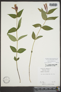 Spigelia marilandica image