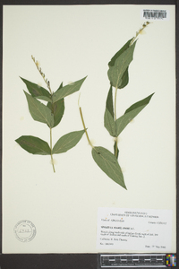 Spigelia marilandica image