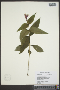 Spigelia marilandica image