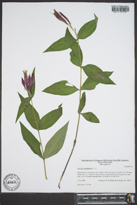 Spigelia marilandica image