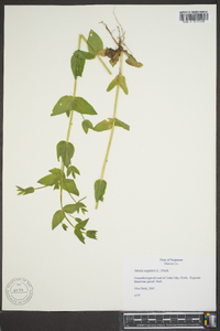 Sabatia angularis image