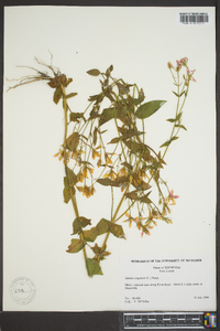 Sabatia angularis image