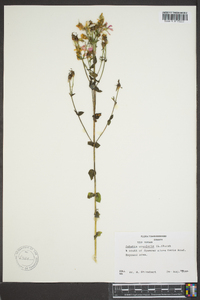 Sabatia angularis image