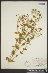 Sabatia angularis image