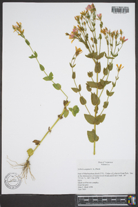 Sabatia angularis image