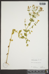 Sabatia angularis image