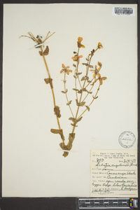 Sabatia angularis image