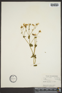 Sabatia angularis image