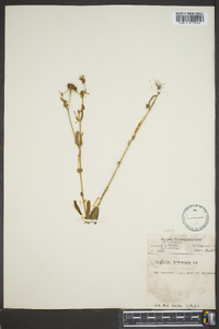 Sabatia brachiata image