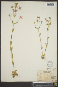 Sabatia brachiata image