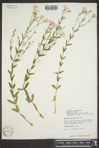 Sabatia brachiata image