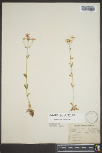 Sabatia brachiata image