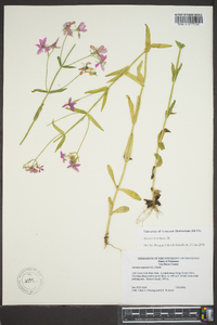 Sabatia brachiata image