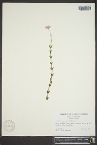 Sabatia campanulata image