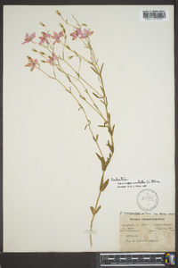 Sabatia campanulata image