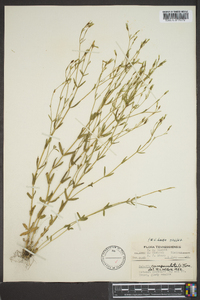 Sabatia campanulata image