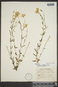 Sabatia campanulata image