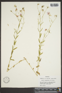 Sabatia campanulata image