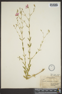 Sabatia campanulata image