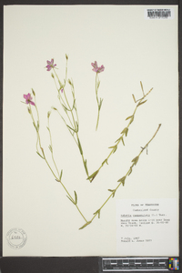 Sabatia campanulata image