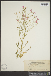 Sabatia campanulata image