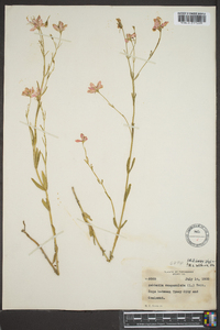 Sabatia campanulata image