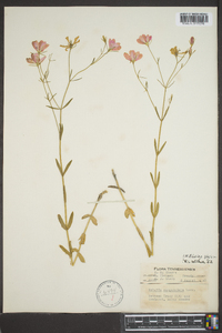 Sabatia campanulata image