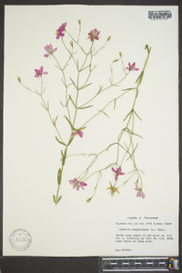 Sabatia campanulata image