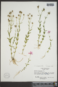 Sabatia campanulata image