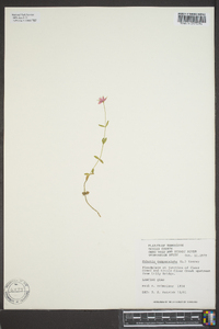 Sabatia campanulata image