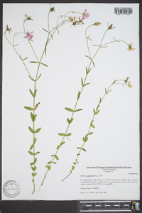 Sabatia campanulata image