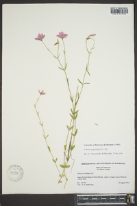 Sabatia campanulata image