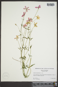 Sabatia campanulata image