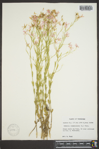 Sabatia campanulata image