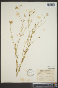 Sabatia campanulata image