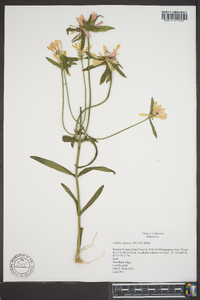 Sabatia capitata image