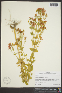 Sabatia angularis image