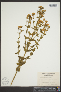 Sabatia angularis image