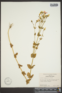 Sabatia angularis image