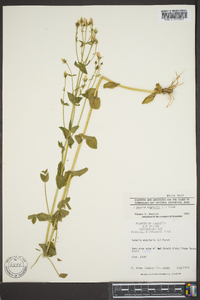 Sabatia angularis image