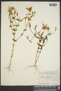 Sabatia brachiata image