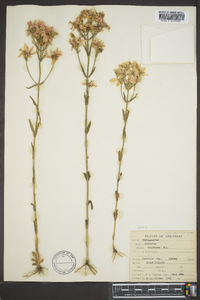 Sabatia brachiata image