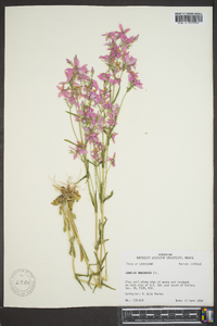 Sabatia brachiata image