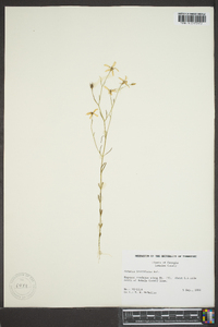 Sabatia brevifolia image